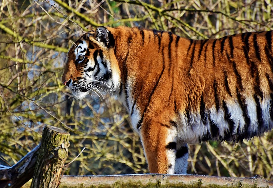 tiger, big cat, predator, wildcat, tiger head, dangerous, noble HD wallpaper