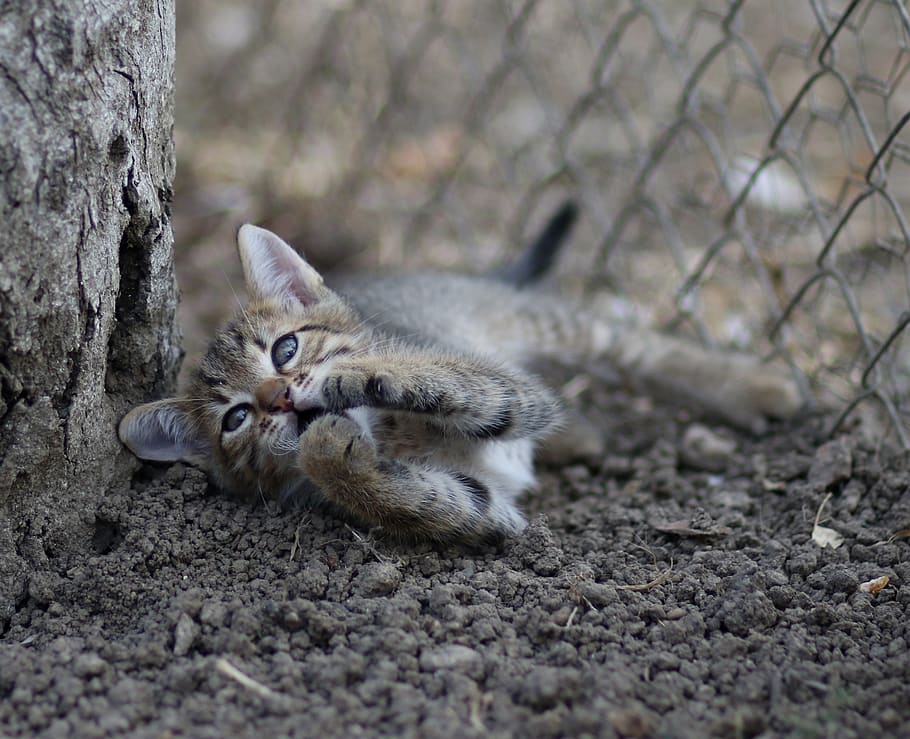 cat, play, small, funny, cute, animal, animal themes, mammal HD wallpaper