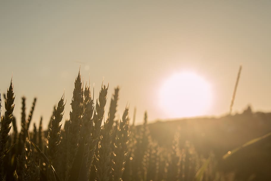 sunset, cereals, field, summer, sky, agriculture, wheat, plant HD wallpaper
