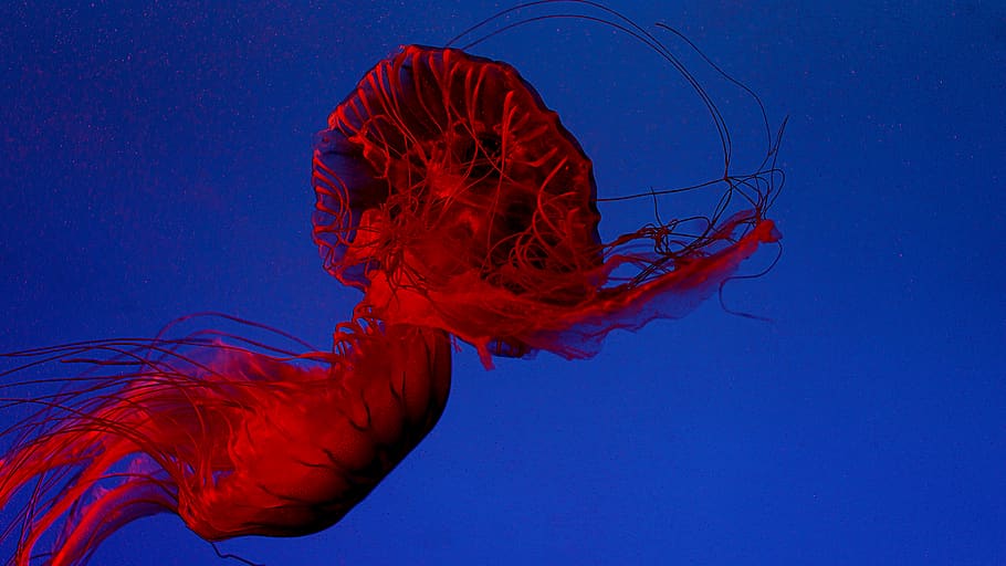 red genetics display, blue, underwater, sea, animal themes, animals in the wild HD wallpaper
