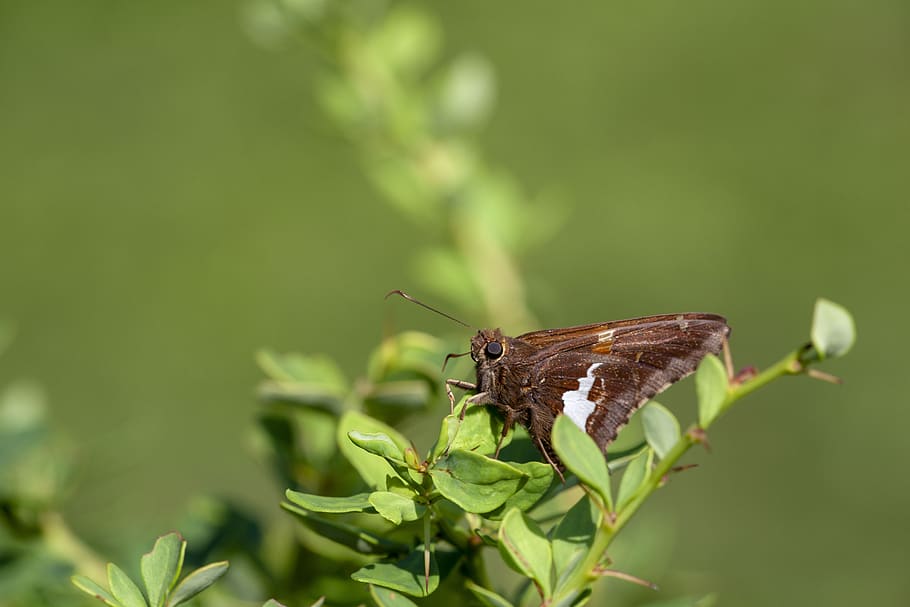 silver-spotted skipper, nature, insect, winged, garden, natural HD wallpaper