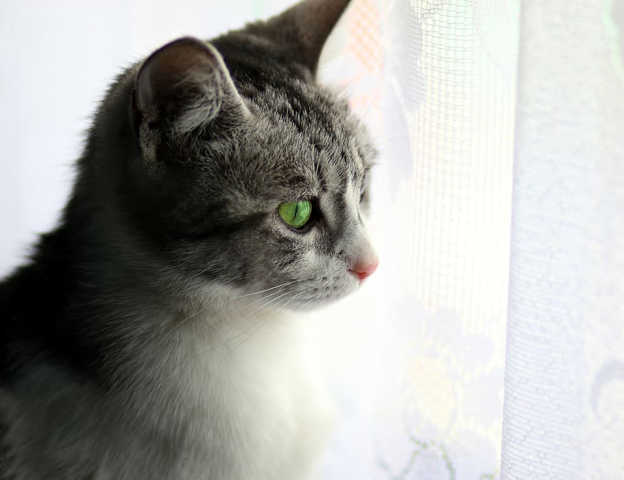 cat, about, window, pet, gray, beauty, domestic, domestic animals HD wallpaper