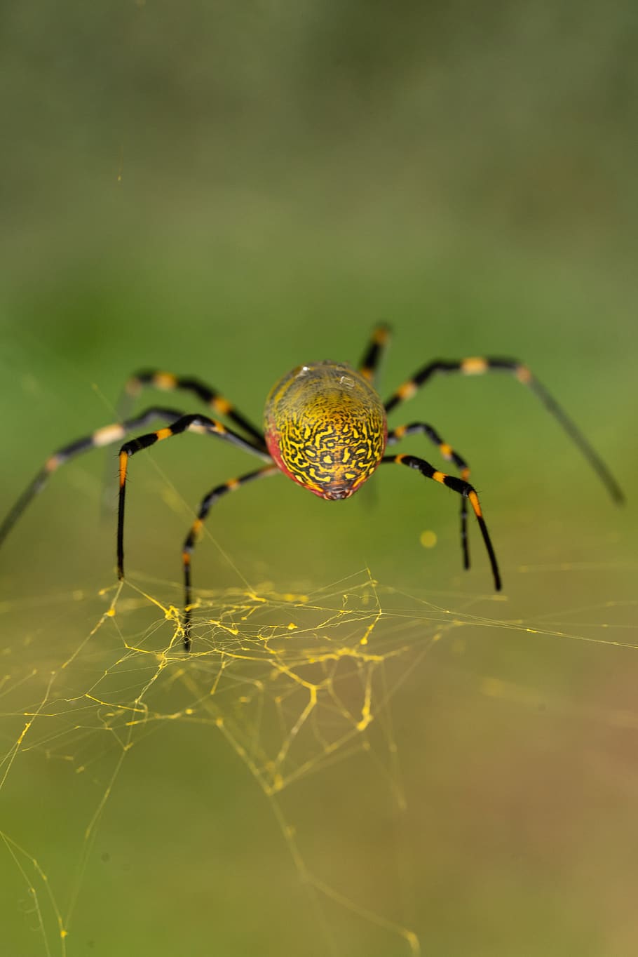 spider, macro, web, nature, close-up, animal themes, fragility HD wallpaper