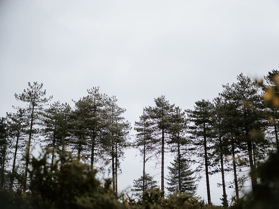 green trees under cloudy sky, plant, growth, beauty in nature HD wallpaper