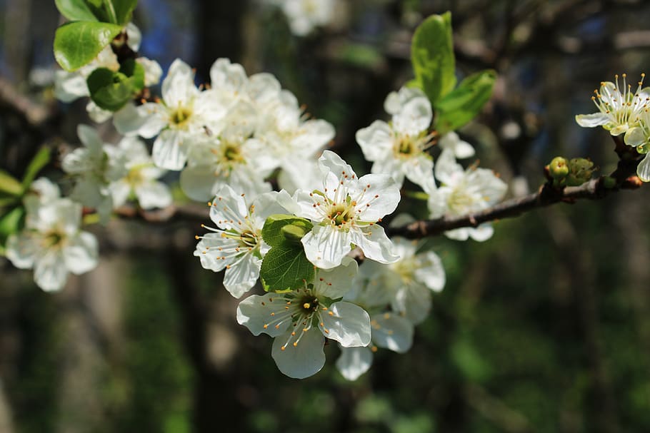 blossom, plum blossom, branch, plum tree, pollination, work, HD wallpaper