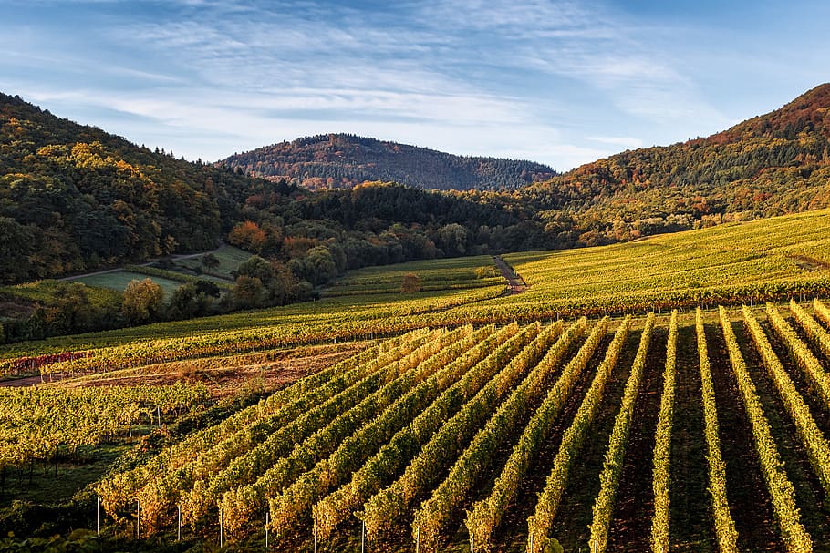 germany, birkweiler, käschdebusch, nature, autumncolors, grapevine