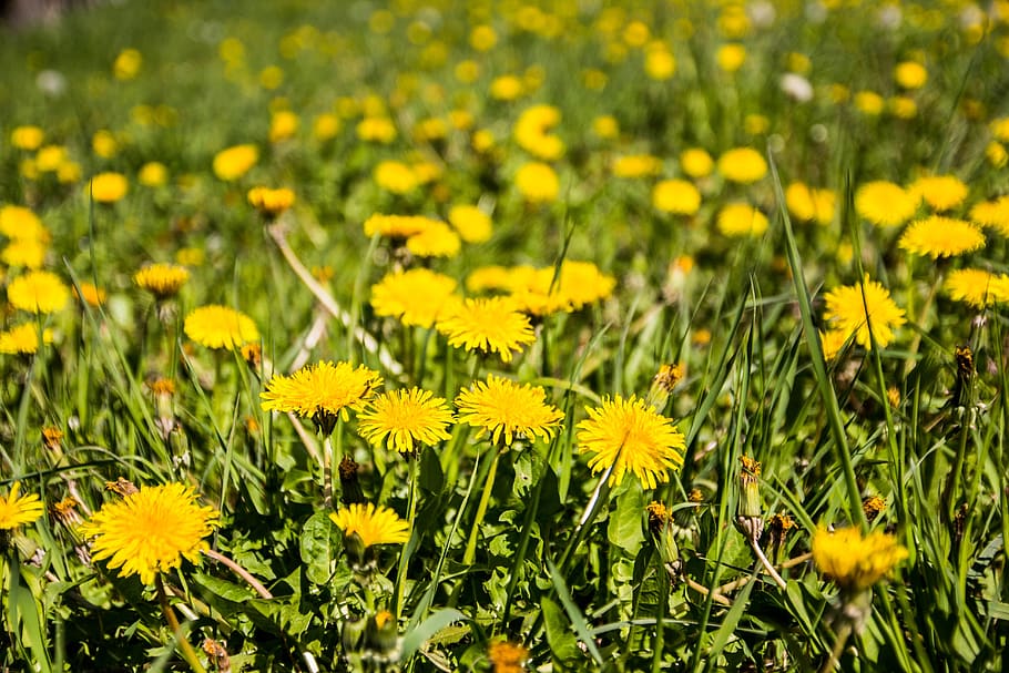 meadow, dandelion, spring, grass, nature, common dandelion HD wallpaper