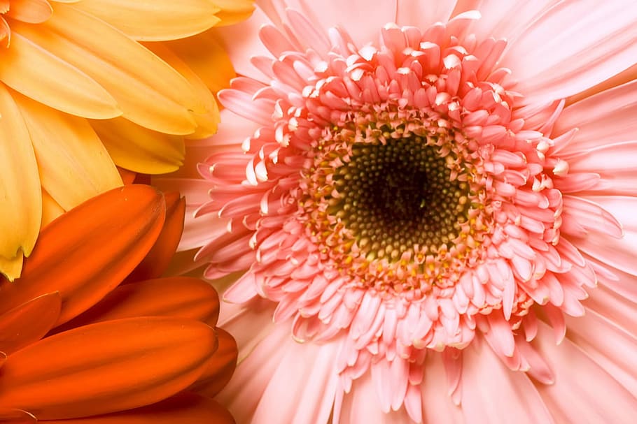 background, blooming, blossom, daisy, floral, flower, fresh HD wallpaper