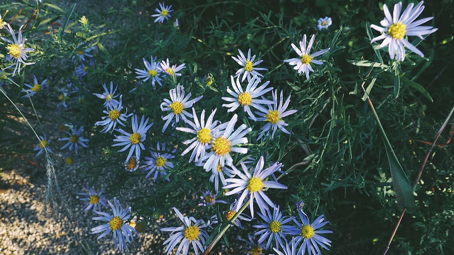 flower, flowering plant, freshness, fragility, vulnerability HD wallpaper
