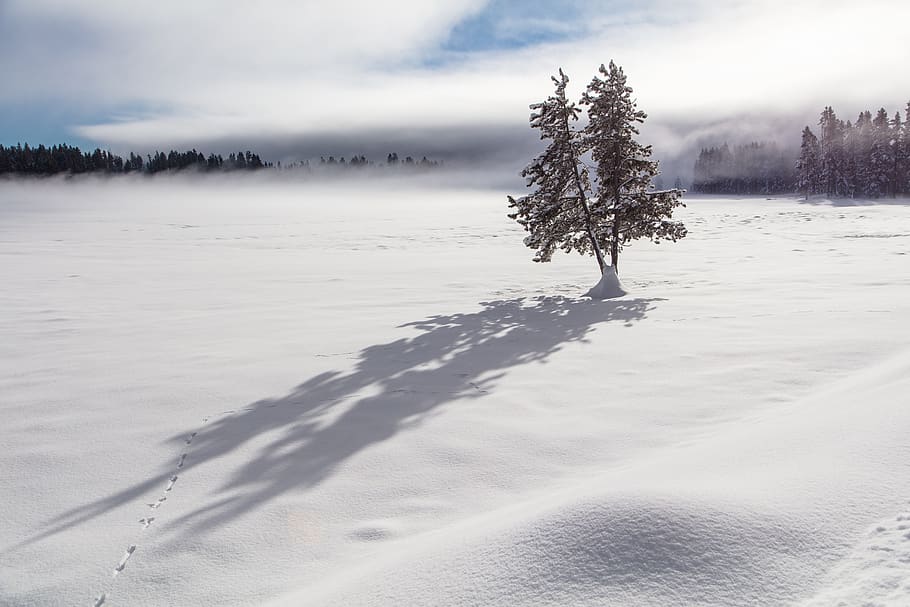 tree, snow, shadows, tracks, landscape, scenic, winter, cold HD wallpaper