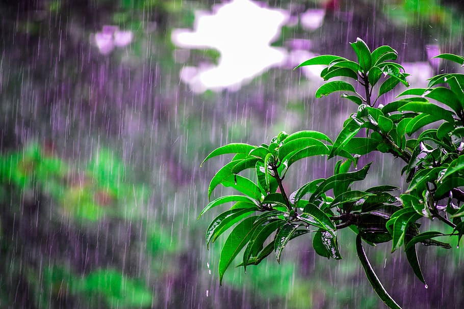 Selective Focus Photo of Obalte Green-leafed Plants during Rain HD wallpaper