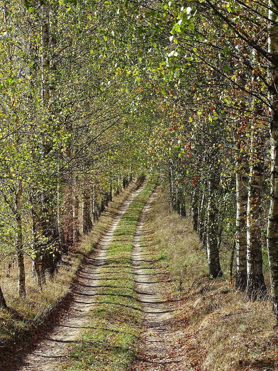 Путь леса