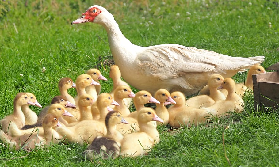White Duck With 22 Ducklings in Green Grass Field, animals, ducks HD wallpaper