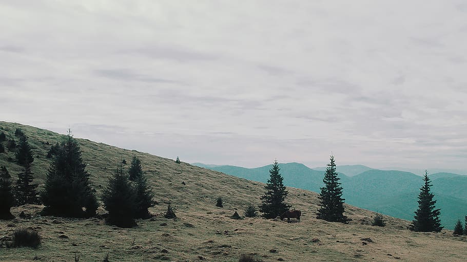 romania, tarcului mountains, plant, sky, beauty in nature, tranquility HD wallpaper