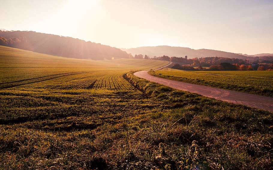 green grass field near way during daytime, road, path, tree, meadow HD wallpaper