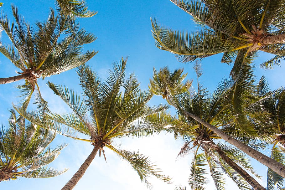 tree, plant, arecaceae, summer, palm tree, tropical, sky, light HD wallpaper