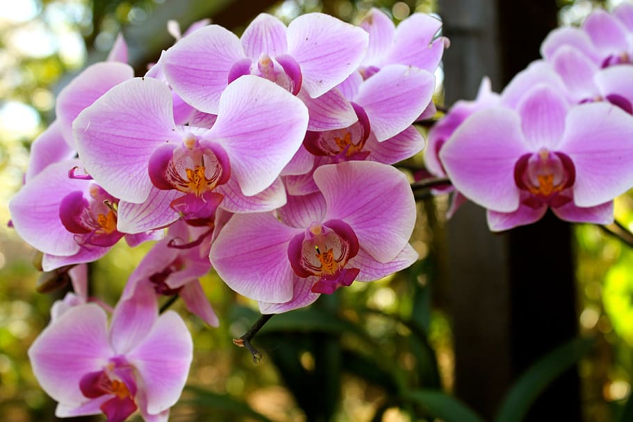 flowers, exotic, orchids, flowering plant, fragility, vulnerability HD wallpaper