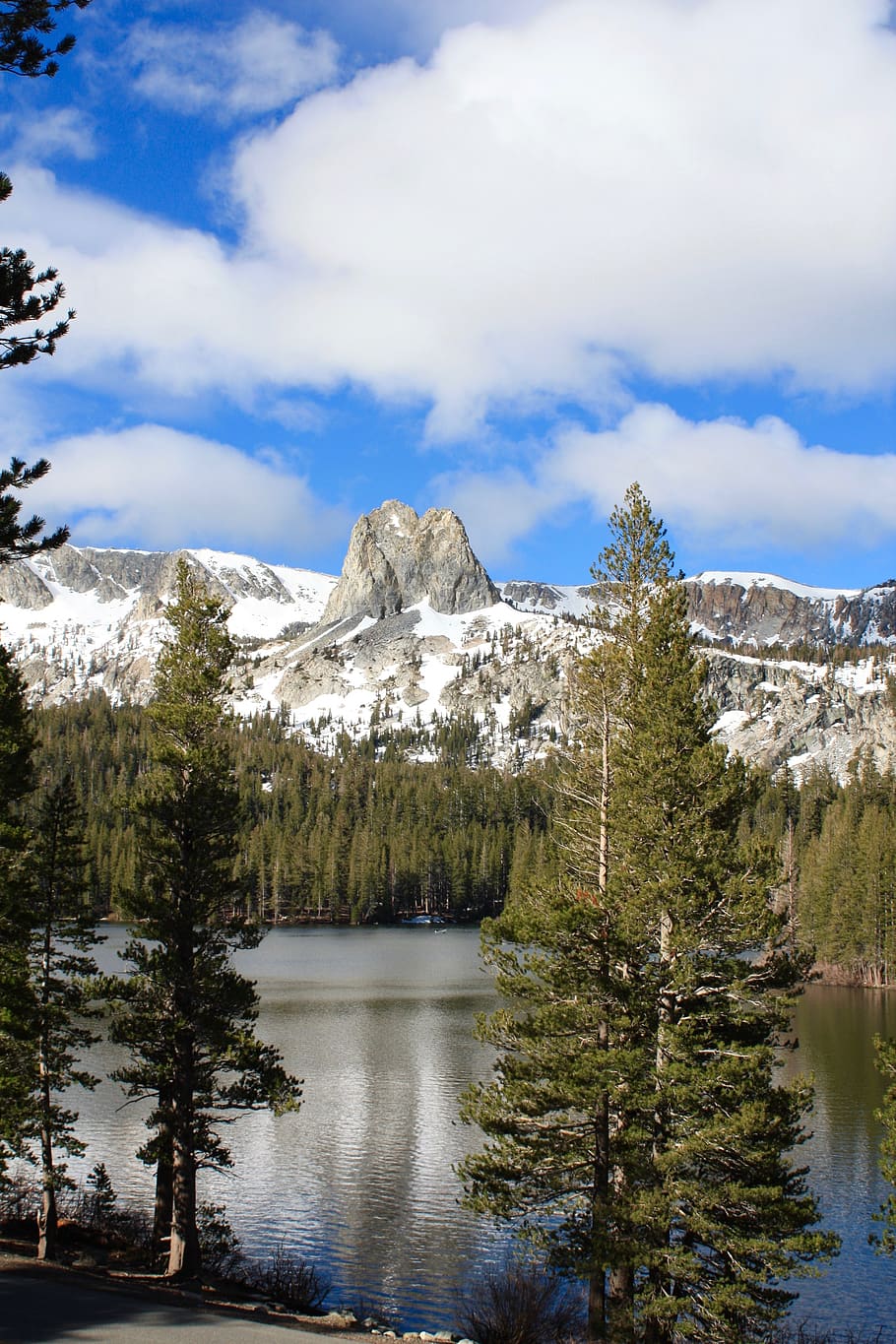 mammoth lake, trees, california, nature, mountains, landscape