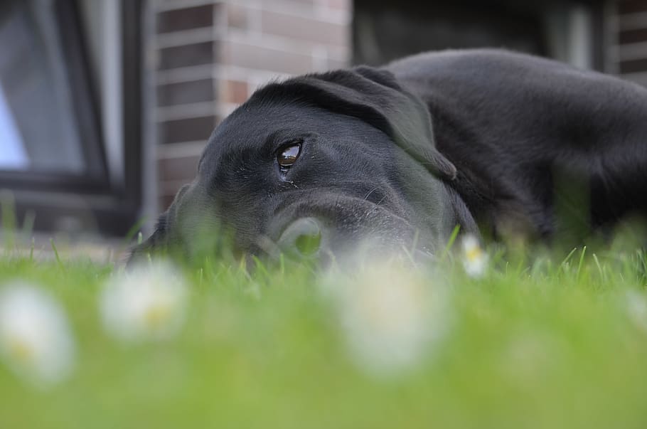 dog, black, grass, labrador, mammal, one animal, animal themes HD wallpaper