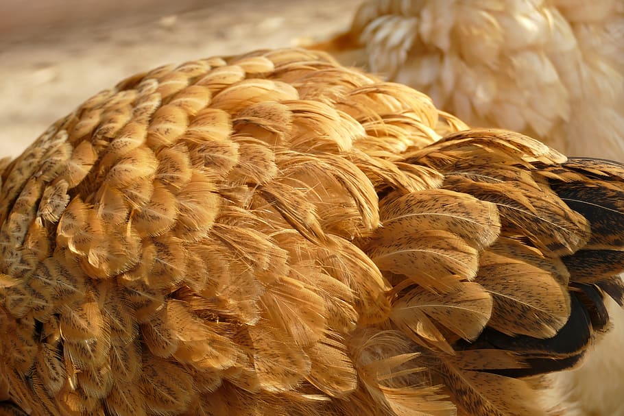 feather, feathers, plumage, chicken, poultry, bird, fauna, nature HD wallpaper