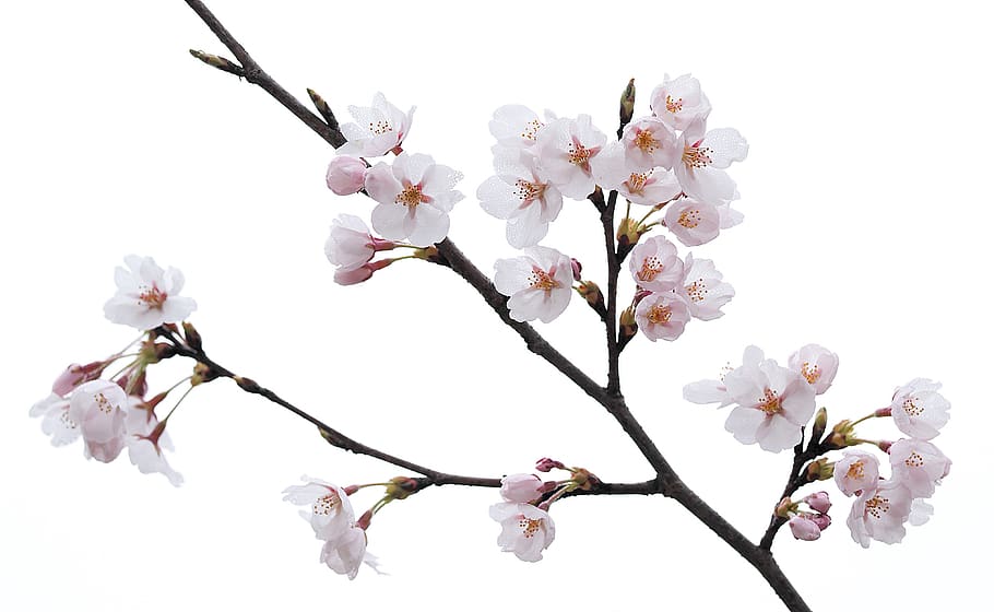 flower, spring, beautiful, nature, pink, flowers, plants, cherry blossom HD wallpaper