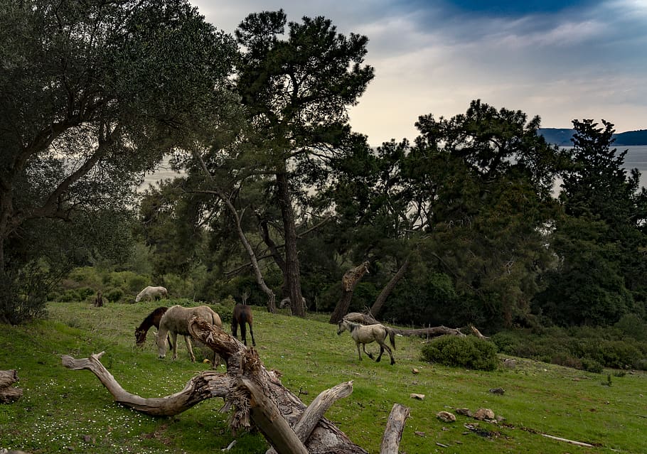 wildlife, animal, antelope, mammal, büyükada, i̇stanbul, HD wallpaper