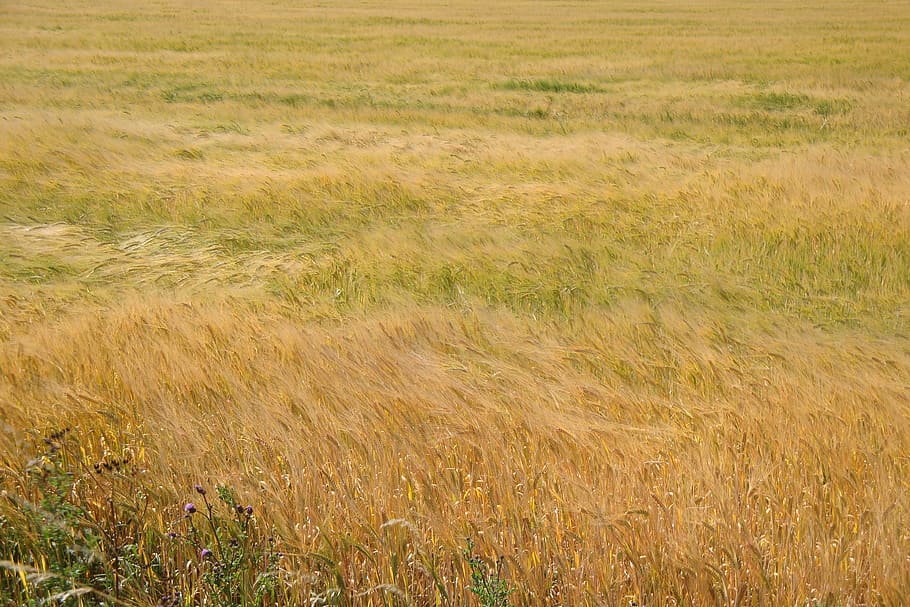 field, waves, sea, cereals, barley, eddy, swing, movement, plant HD wallpaper
