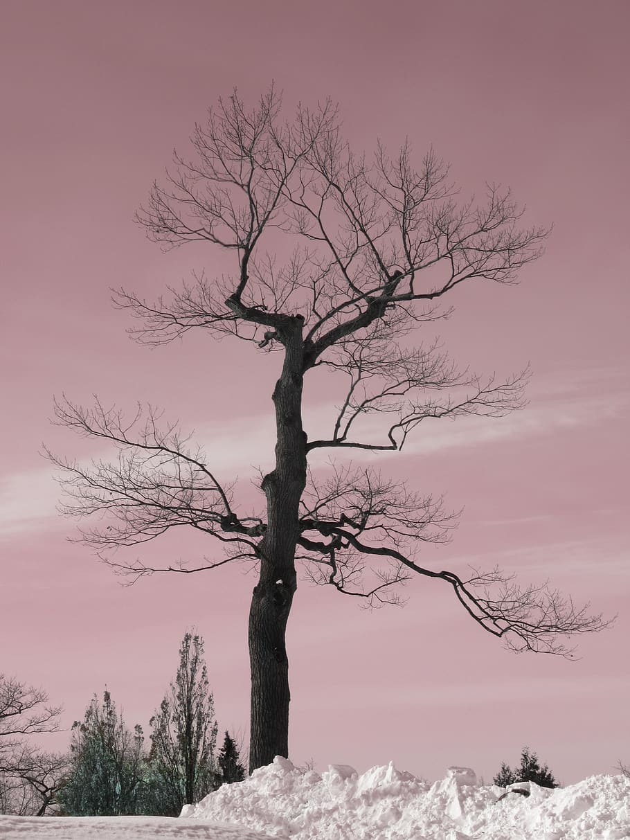 nature, winter, tree, branches, sky, sundown, sunset, snow HD wallpaper