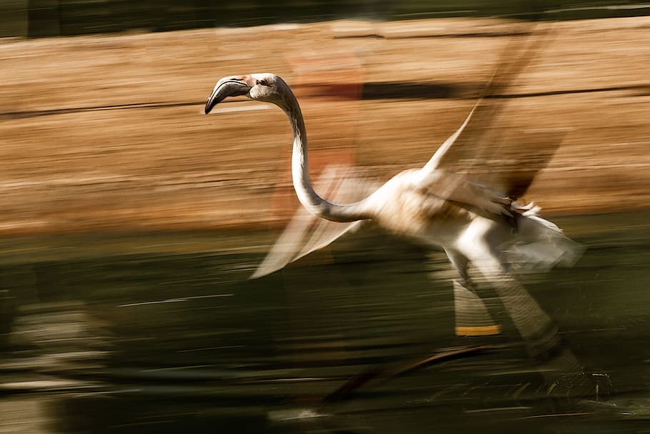 flamingo, movement, fast, panning, speed, animal, mammal, poultry HD wallpaper