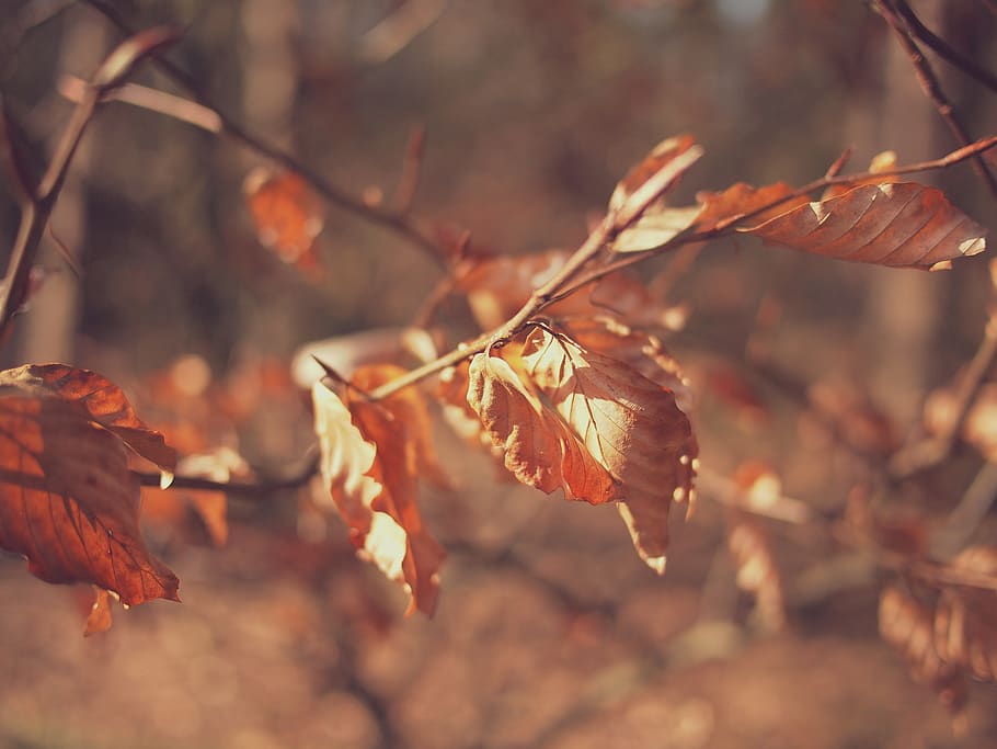 autumn, fall, leaves, plant, leaf, dry, plant part, tree, close-up HD wallpaper