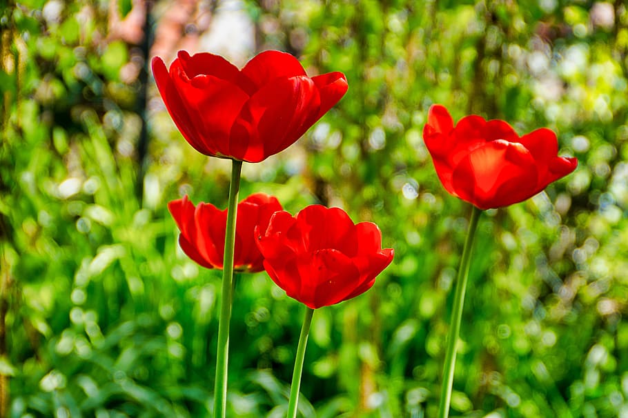 tulips, blossom, bloom, red, spring, flower, flowering plant HD wallpaper