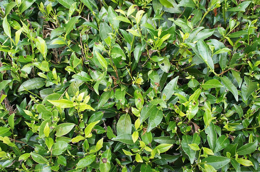 sri lanka, plant part, green color, leaf, growth, full frame HD wallpaper