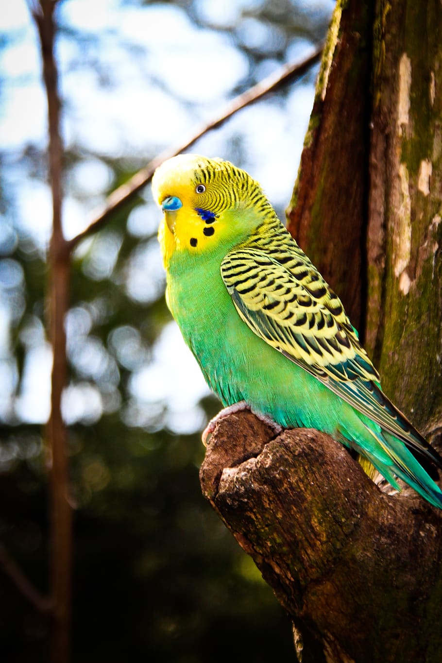 HD wallpaper: budgie, bird, plumage, animal world, parakeet ...