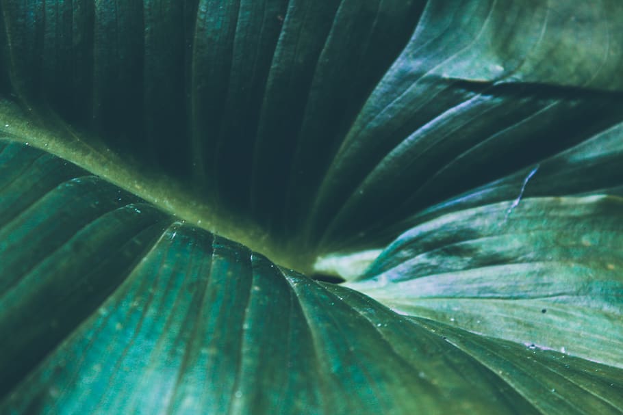 leaf, plant part, close-up, growth, full frame, backgrounds HD wallpaper