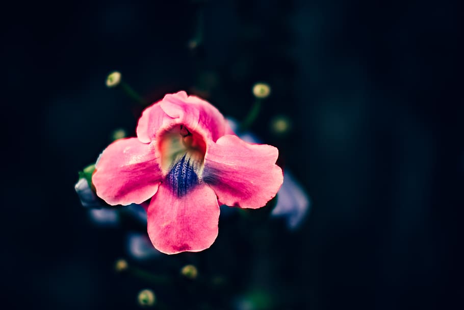 indonesia, bali, flower, flowering plant, vulnerability, fragility HD wallpaper