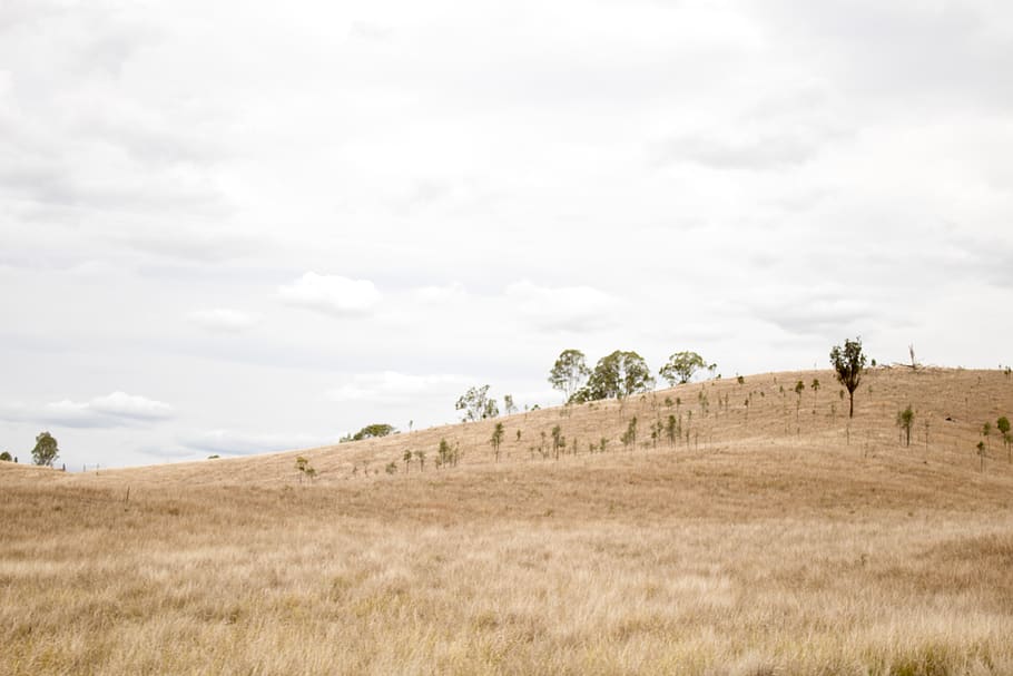 australia, queensland, outback, dry, brown, nature, drought HD wallpaper