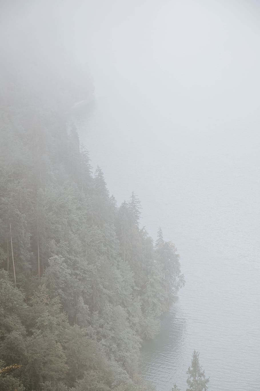 Forest Covered With Fogs, black and white, cold, daylight, environment HD wallpaper