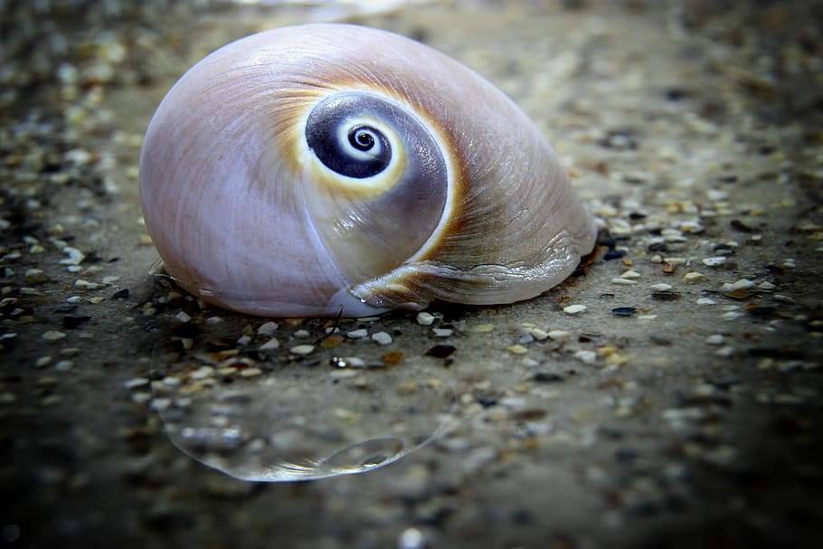 snail, shell, mollusk, nature, close up, macro, water, mirroring HD wallpaper