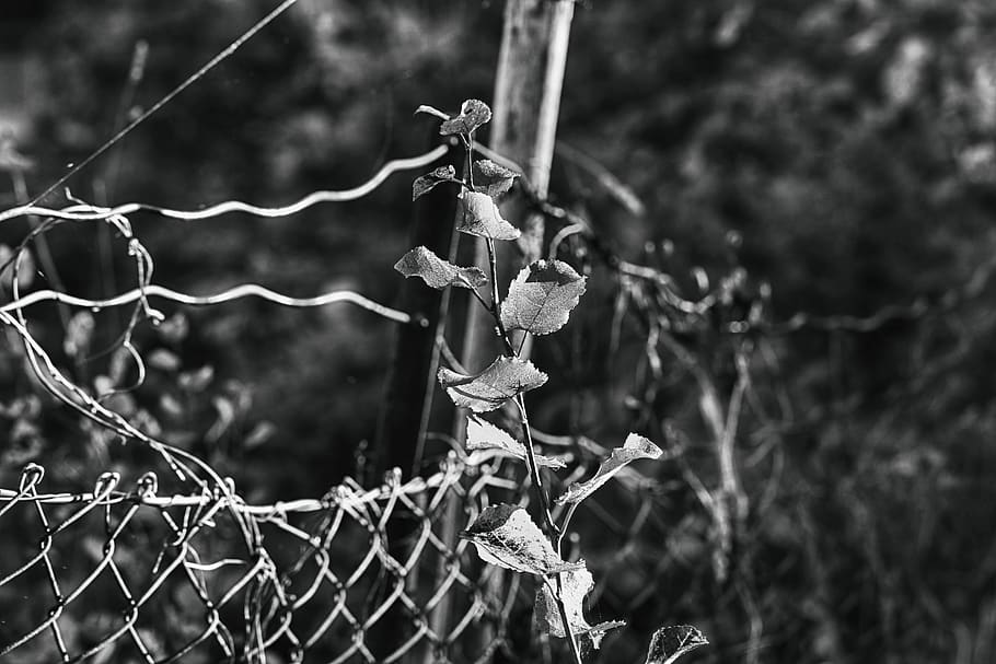 fence, wire, metal, grid, focus on foreground, day, no people HD wallpaper