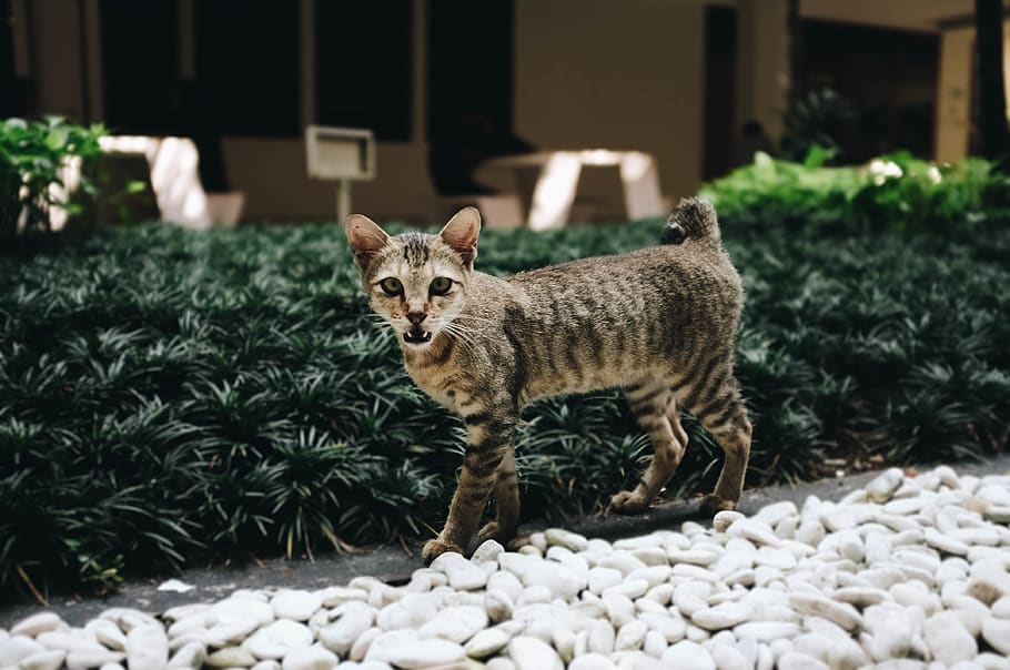cat, pet, pets, bokeh, blurry, animal, close up, focus, eye HD wallpaper