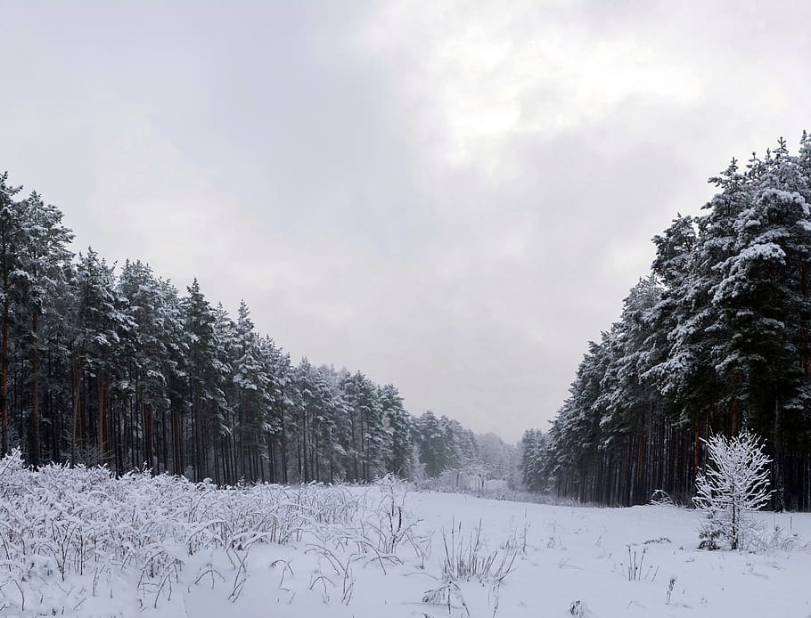 brown and green trees under cloudy sky, plant, abies, fir, nature HD wallpaper