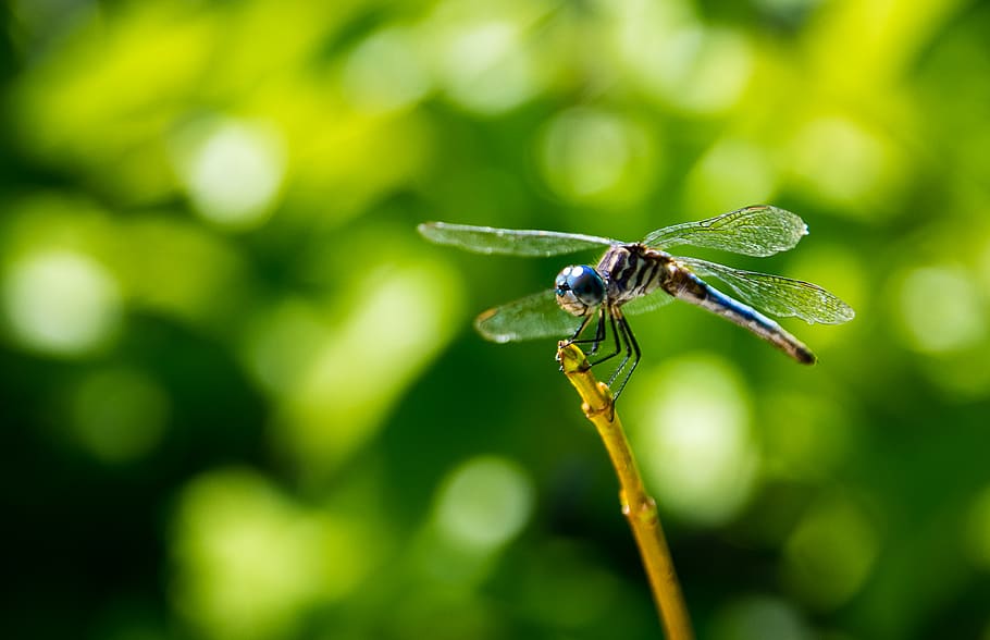 summer, green, dragonfly, invertebrate, insect, animal themes HD wallpaper
