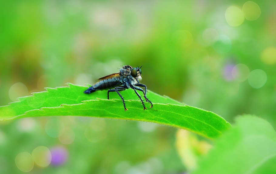 insect on a green leaf, invertebrate, animal, bee, honey bee, HD wallpaper