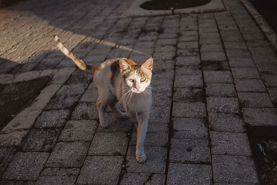 flagstone, path, walkway, cat, pet, animal, mammal, pavement HD wallpaper