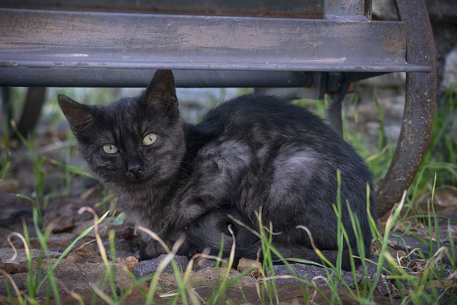 cat, black, animals, kitten, pets, feline, mammal, domestic HD wallpaper