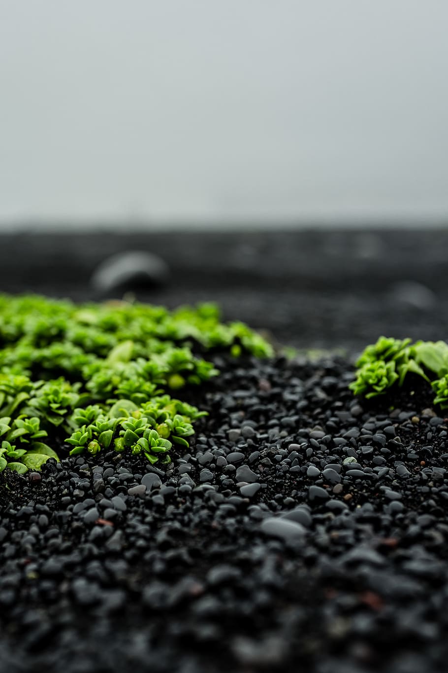 cloud, clouds, overcast, flower, flowers, plants, stones, gravel HD wallpaper