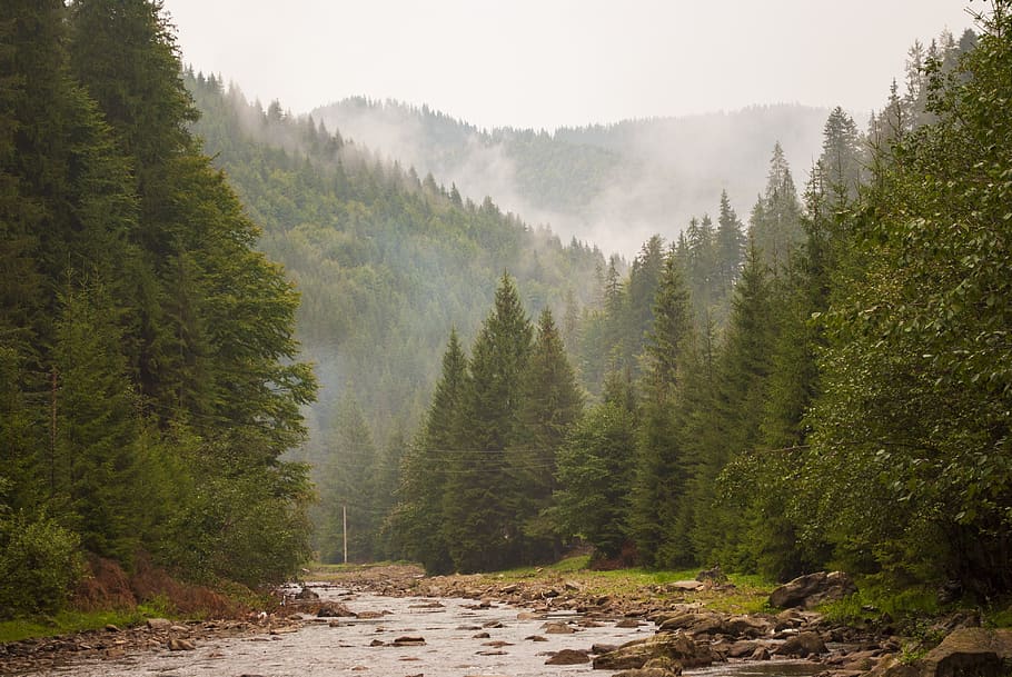 forest, river, nature, tree, plant, beauty in nature, fog, scenics - nature HD wallpaper