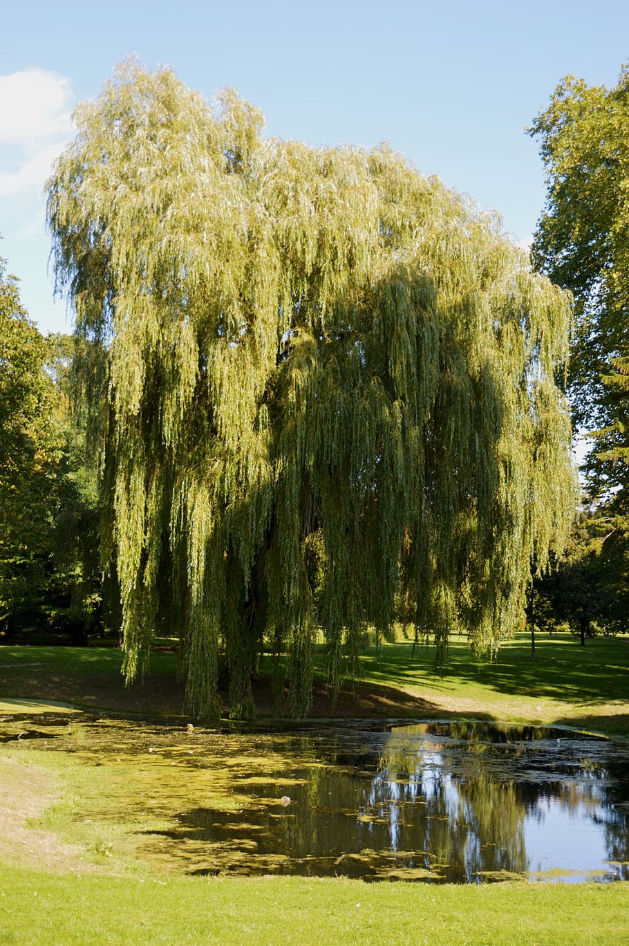park, garden, botany, trees, nature, spring, summer, leaves HD wallpaper
