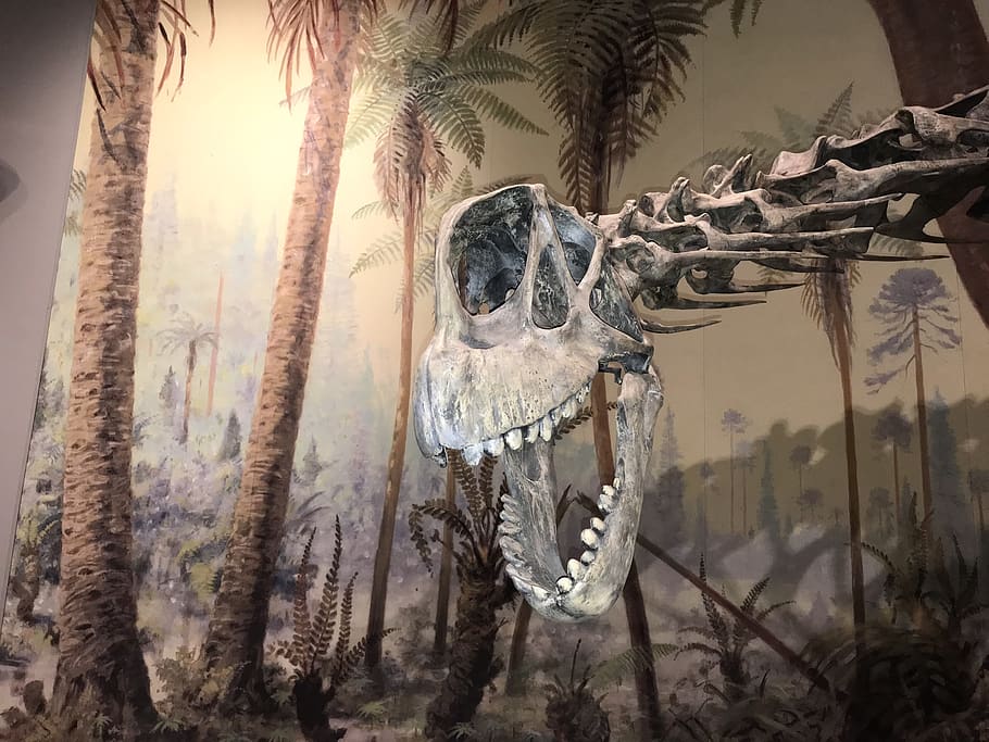 museum, dinosaur, no people, tree, plant, nature, palm tree HD wallpaper