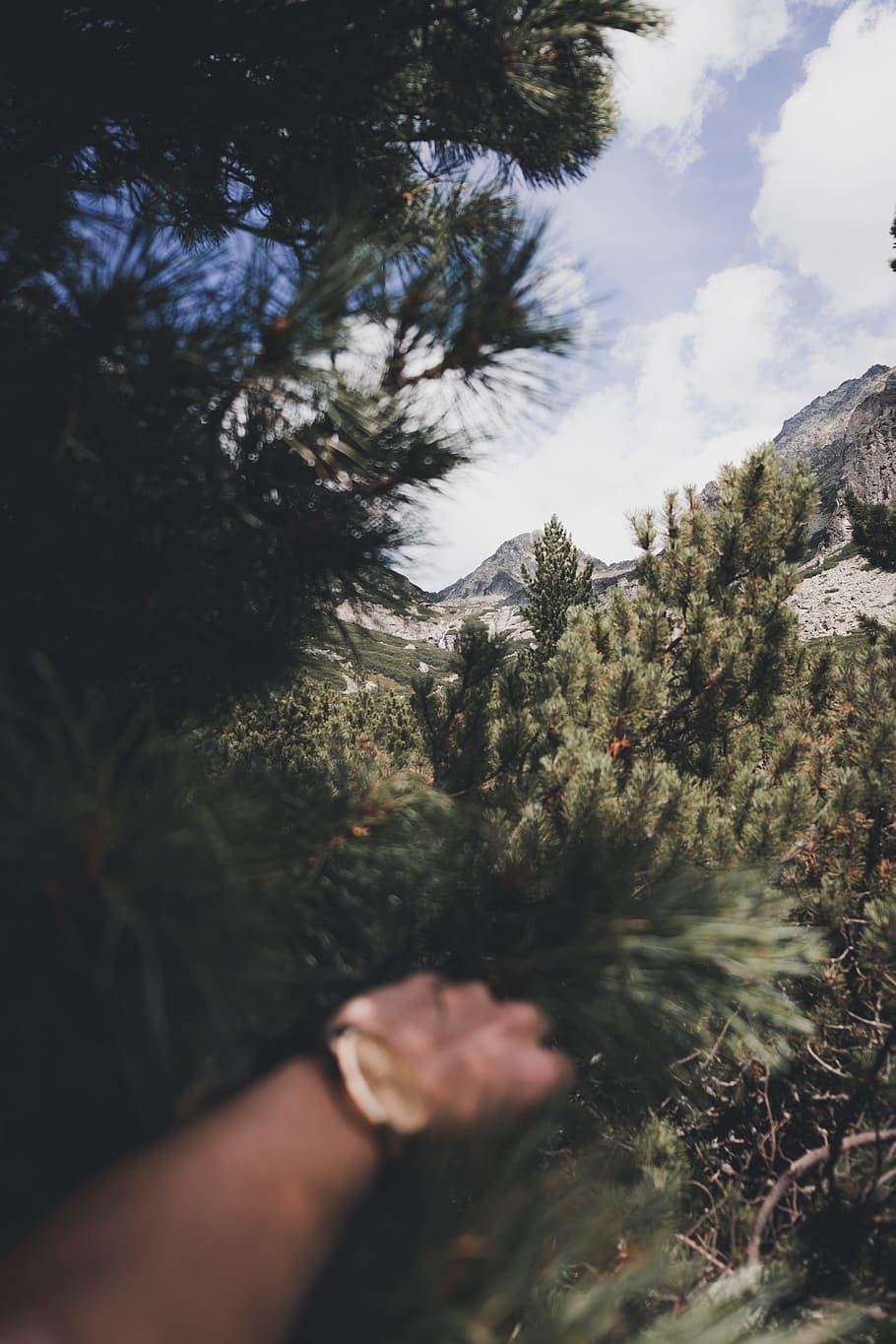 person holding palm tree near mountain alps, hand, leaf, leaves HD wallpaper